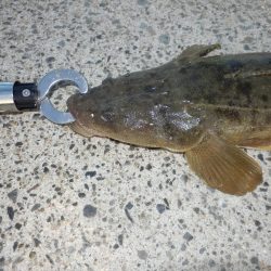 南大阪!鉄板マゴチ‼